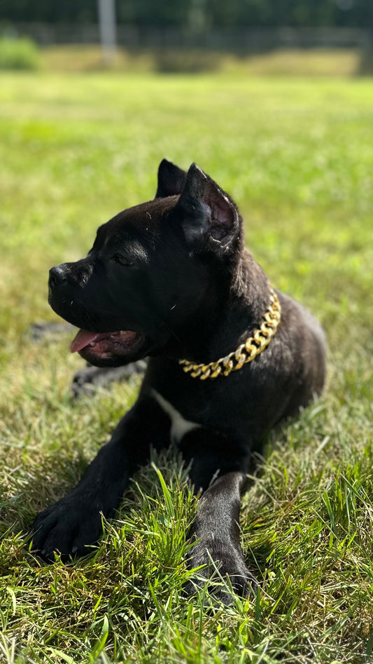 COMING SOON Pup Chain
